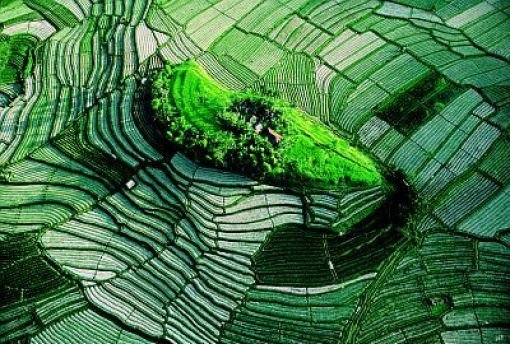 paddy fields, rice terraces