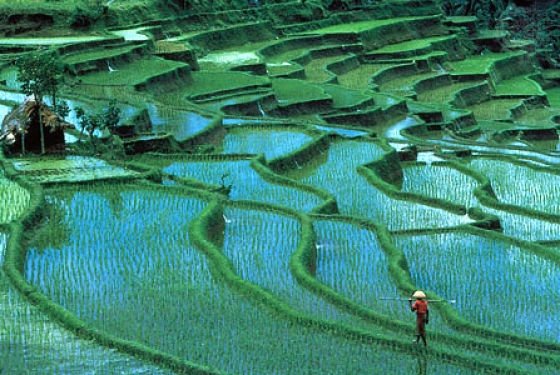 paddy fields, rice terraces