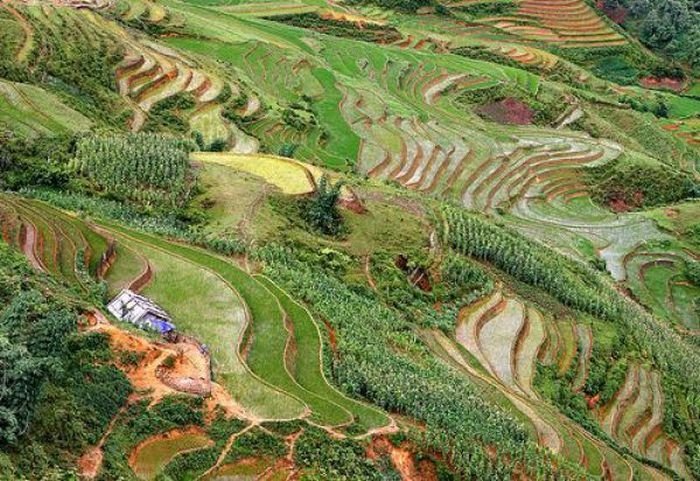 paddy fields, rice terraces