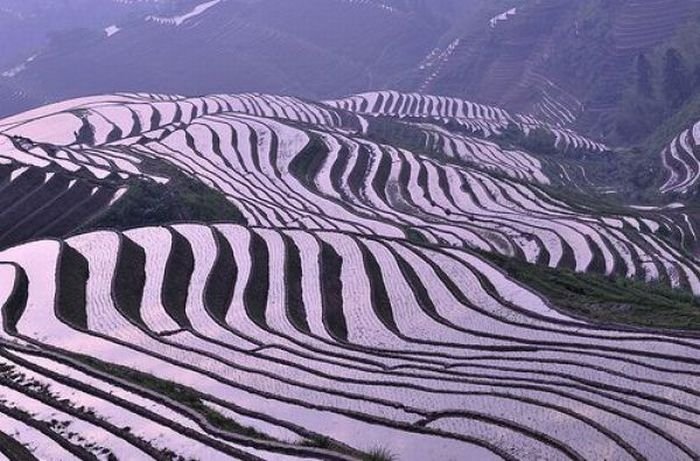 paddy fields, rice terraces