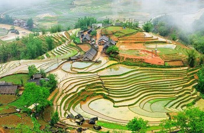 paddy fields, rice terraces