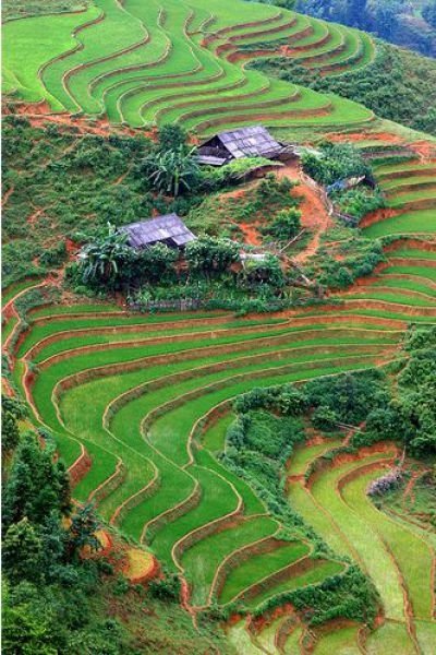 paddy fields, rice terraces