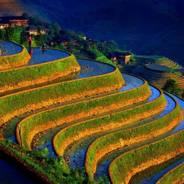 paddy fields, rice terraces