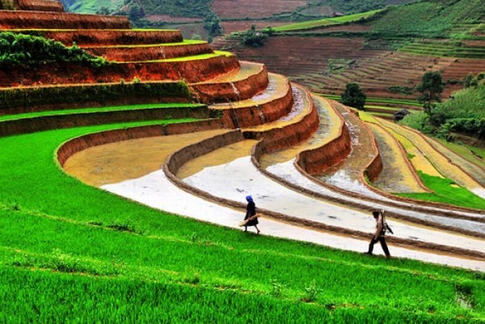paddy fields, rice terraces