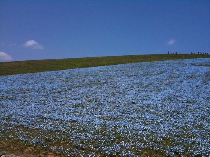 Hitachi Seaside Park, Hitachinaka, Ibaraki, Japan