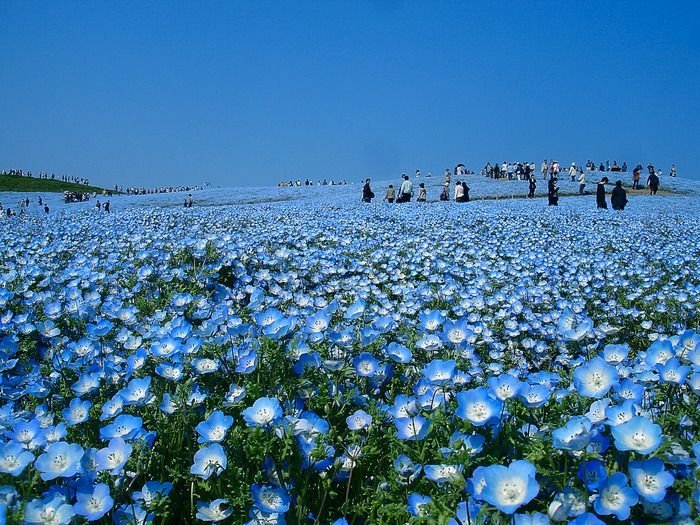 Hitachi Seaside Park, Hitachinaka, Ibaraki, Japan