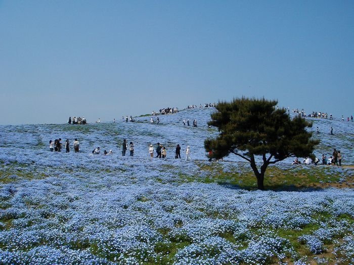 Hitachi Seaside Park, Hitachinaka, Ibaraki, Japan