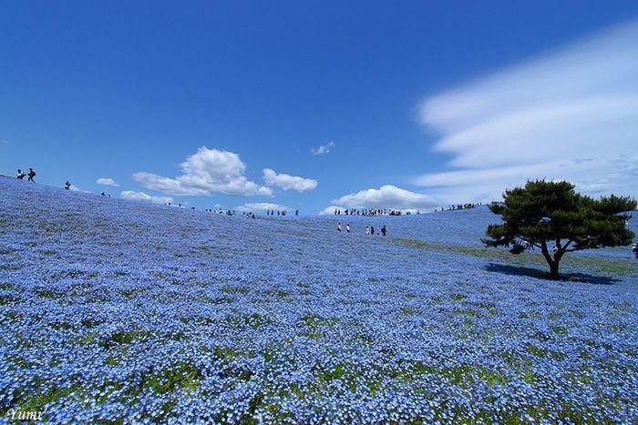 Hitachi Seaside Park, Hitachinaka, Ibaraki, Japan