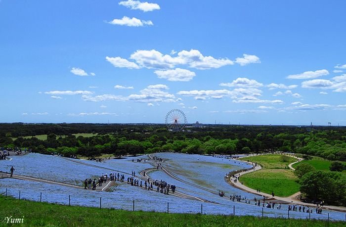 Hitachi Seaside Park, Hitachinaka, Ibaraki, Japan