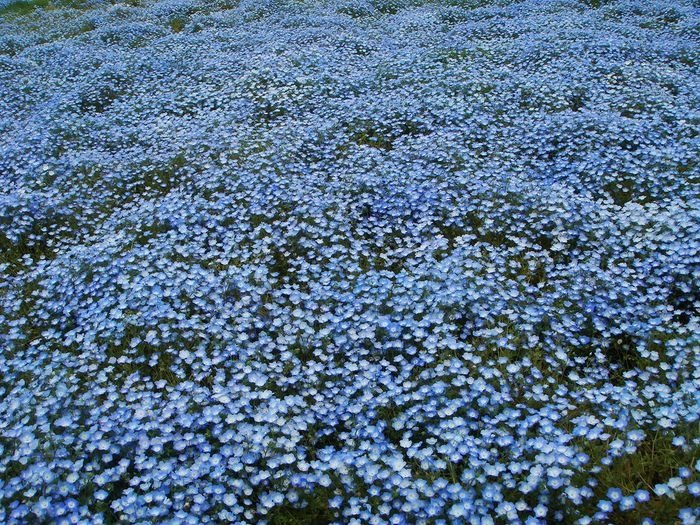 Hitachi Seaside Park, Hitachinaka, Ibaraki, Japan