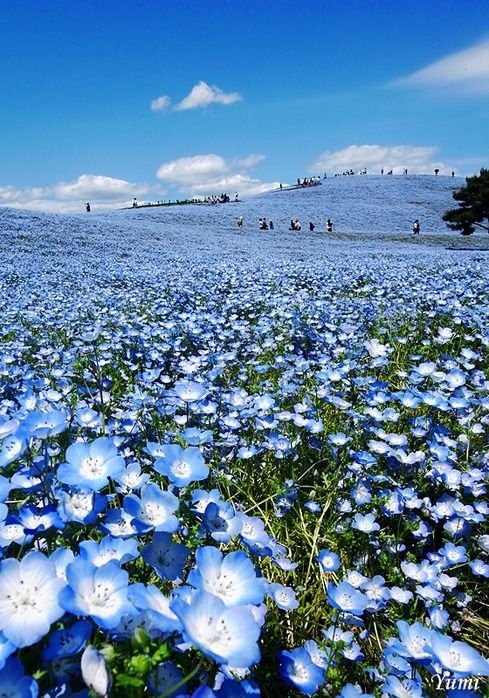 Hitachi Seaside Park, Hitachinaka, Ibaraki, Japan