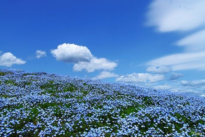 Hitachi Seaside Park, Hitachinaka, Ibaraki, Japan