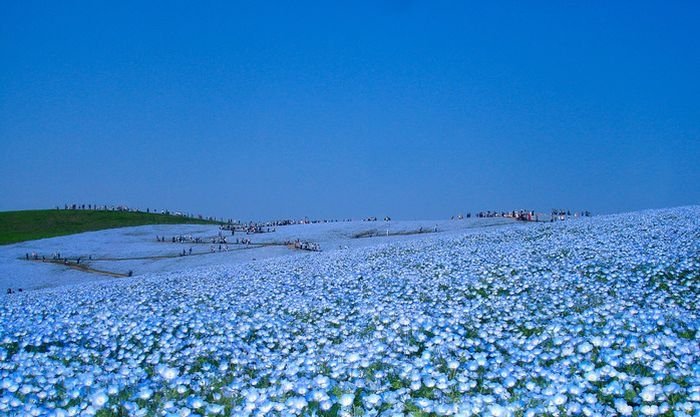 Hitachi Seaside Park, Hitachinaka, Ibaraki, Japan