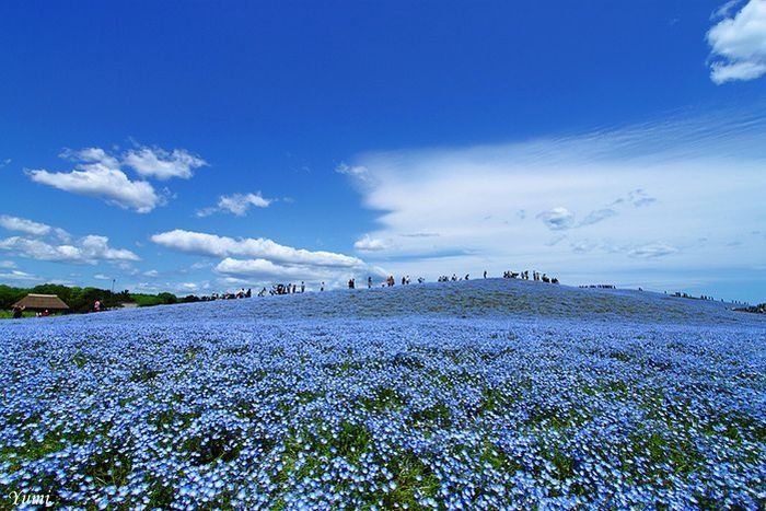 Hitachi Seaside Park, Hitachinaka, Ibaraki, Japan