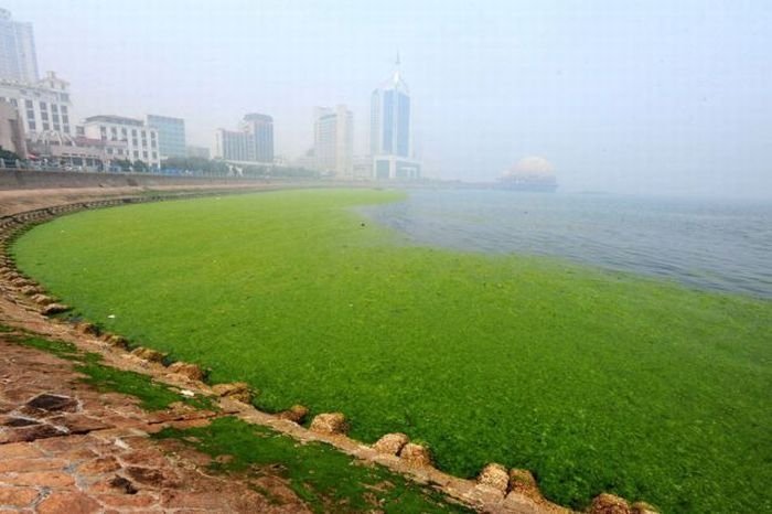 Seaweeds invade the shores of China