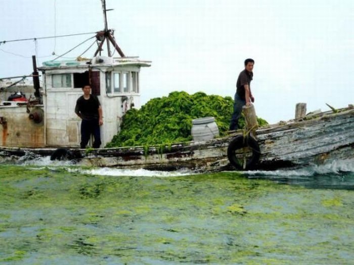 Seaweeds invade the shores of China