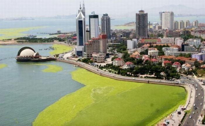 Seaweeds invade the shores of China