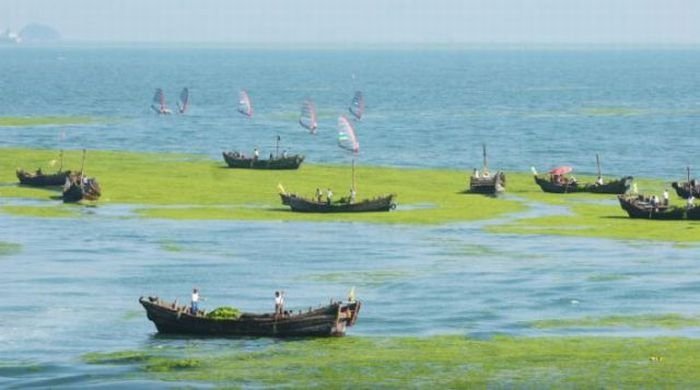 Seaweeds invade the shores of China