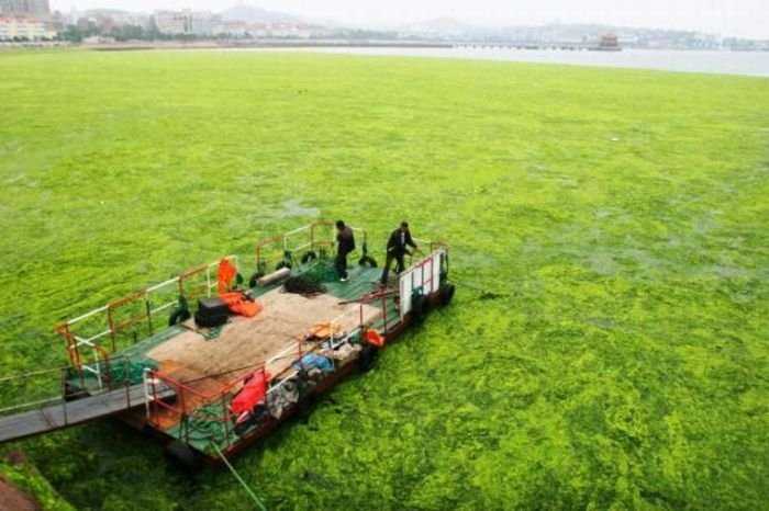 Seaweeds invade the shores of China