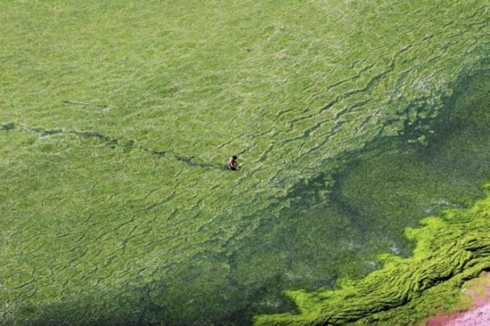 Seaweeds invade the shores of China