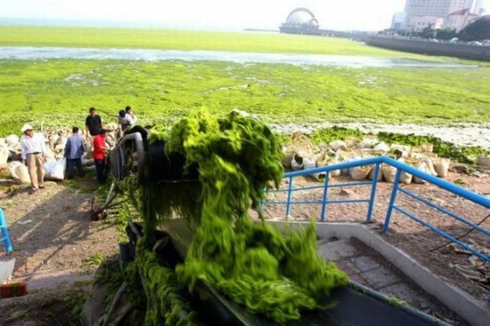 Seaweeds invade the shores of China