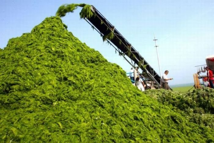 Seaweeds invade the shores of China