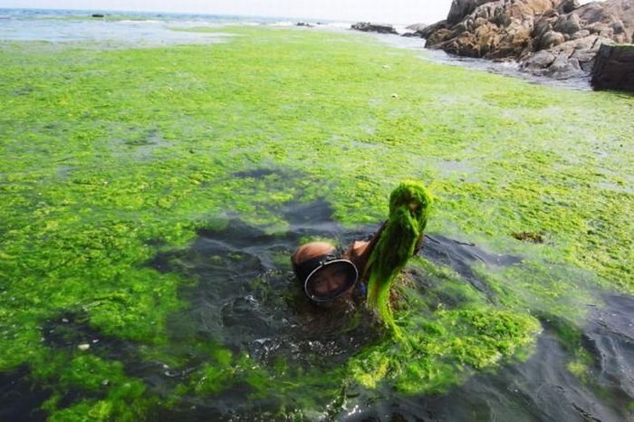 Seaweeds invade the shores of China