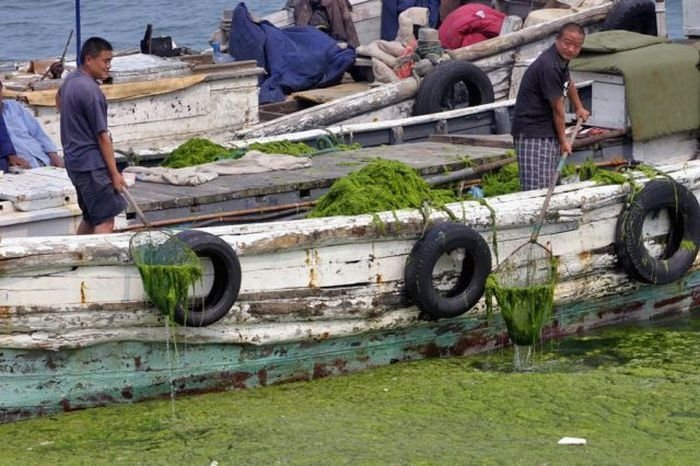 Seaweeds invade the shores of China