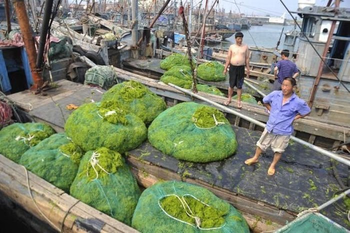 Seaweeds invade the shores of China