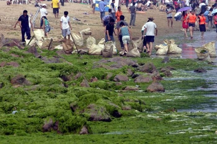 Seaweeds invade the shores of China