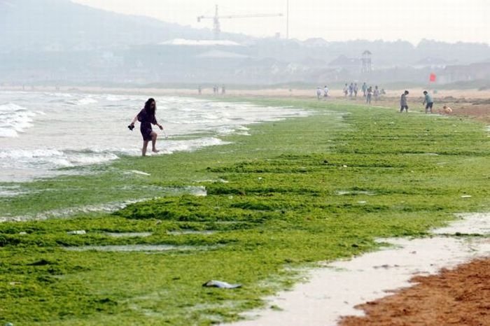 Seaweeds invade the shores of China