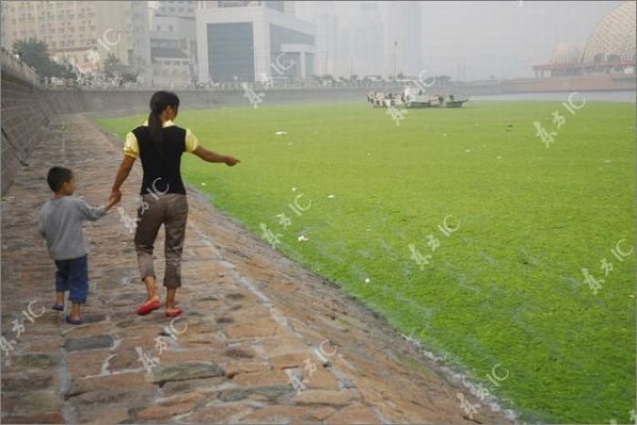 Seaweeds invade the shores of China