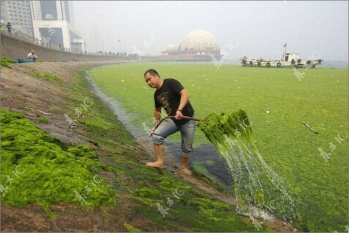 Seaweeds invade the shores of China