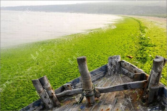Seaweeds invade the shores of China