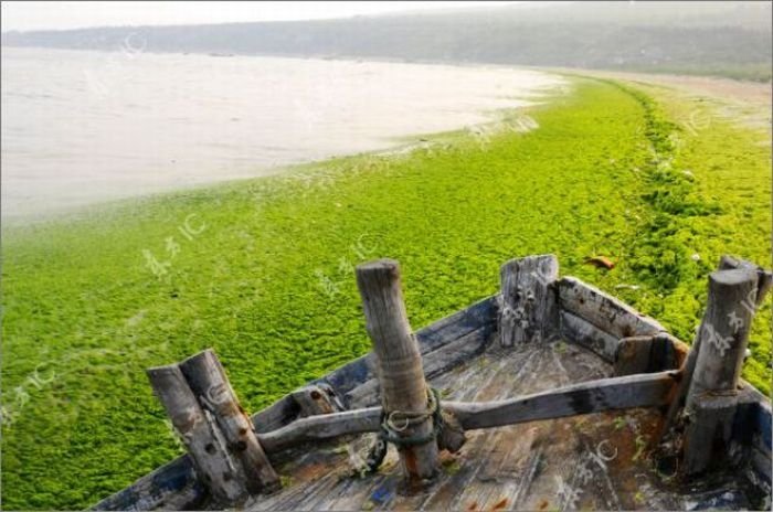 Seaweeds invade the shores of China