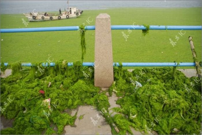 Seaweeds invade the shores of China