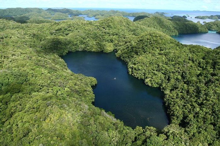 Jellyfish Lake, Eil Malk island, Palau, Pacific Ocean