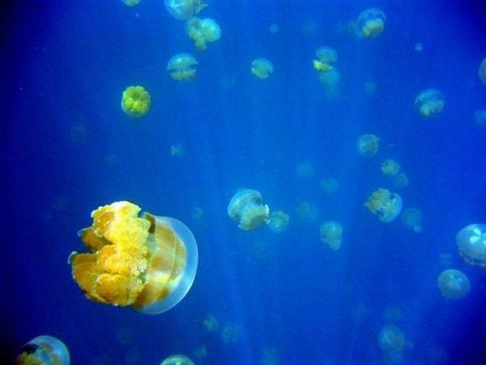 Jellyfish Lake, Eil Malk island, Palau, Pacific Ocean