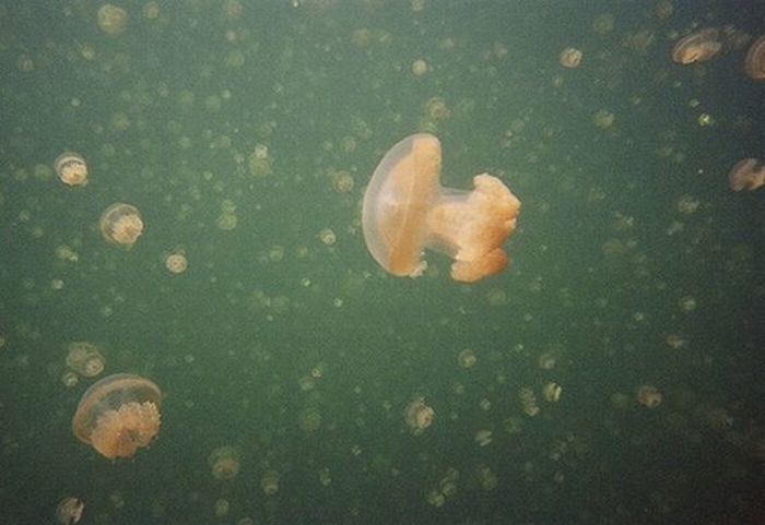 Jellyfish Lake, Eil Malk island, Palau, Pacific Ocean