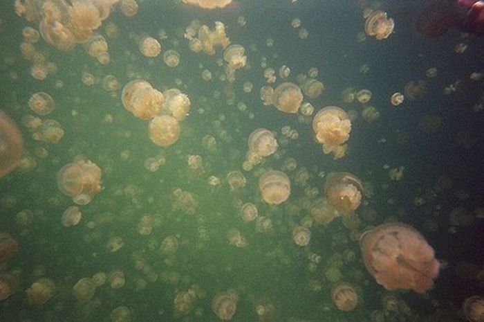 Jellyfish Lake, Eil Malk island, Palau, Pacific Ocean