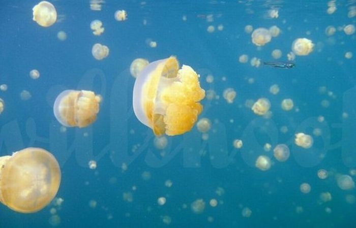 Jellyfish Lake, Eil Malk island, Palau, Pacific Ocean