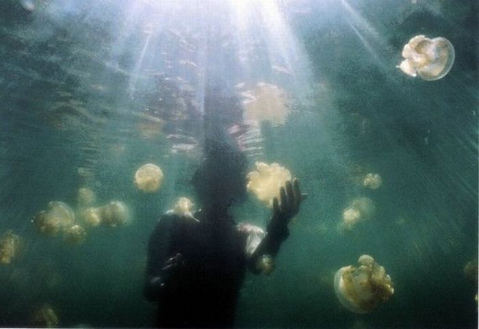 Jellyfish Lake, Eil Malk island, Palau, Pacific Ocean