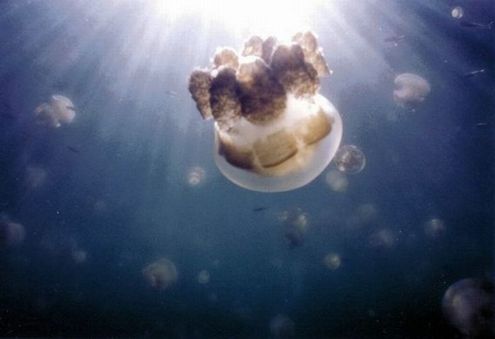 Jellyfish Lake, Eil Malk island, Palau, Pacific Ocean