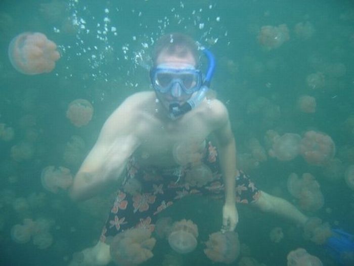 Jellyfish Lake, Eil Malk island, Palau, Pacific Ocean