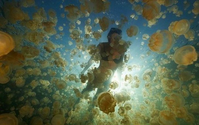 Jellyfish Lake, Eil Malk island, Palau, Pacific Ocean