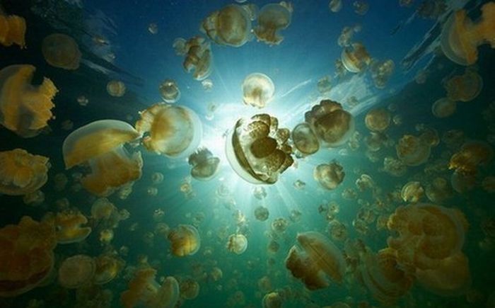 Jellyfish Lake, Eil Malk island, Palau, Pacific Ocean