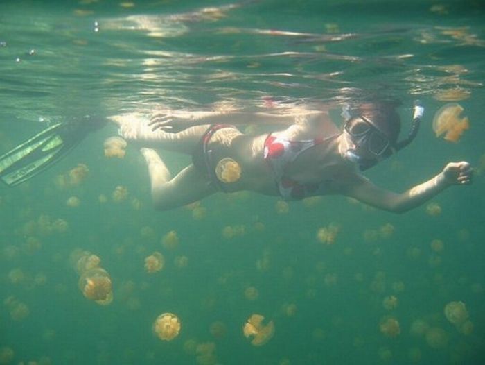 Jellyfish Lake, Eil Malk island, Palau, Pacific Ocean