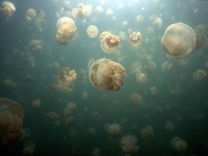 Jellyfish Lake, Eil Malk island, Palau, Pacific Ocean