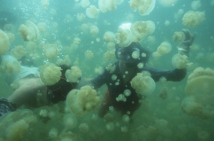 Jellyfish Lake, Eil Malk island, Palau, Pacific Ocean