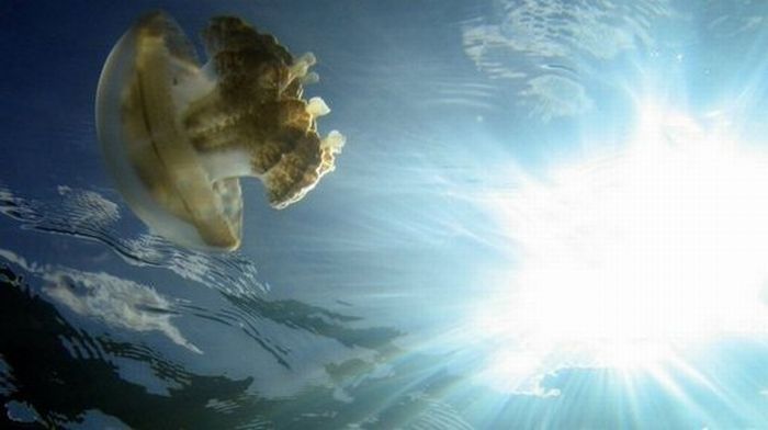 Jellyfish Lake, Eil Malk island, Palau, Pacific Ocean